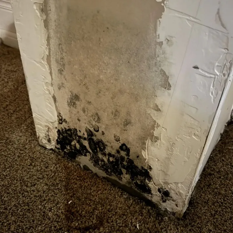 Professional Mold Removal in Dane County, WI